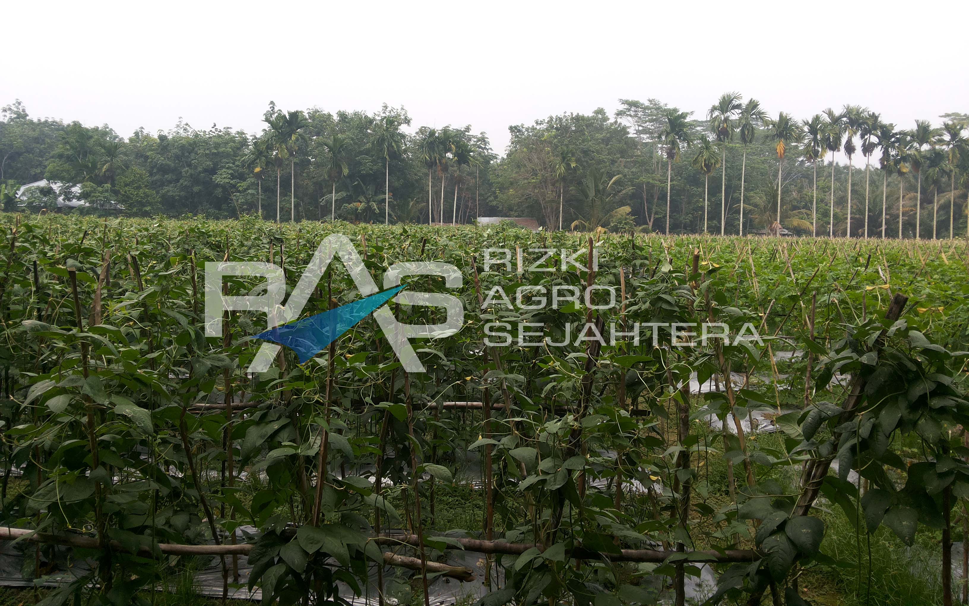 rizkiagro.com | Supplier Produk Pupuk dan Pestisida Organik Perkebunan dan Pertanian